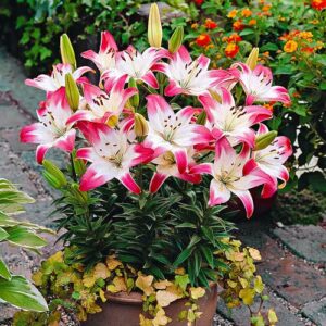 Лилия азиатская Лоллипоп купить по цене от 360р. в интернет-магазине «Посадика» с доставкой почтой в в Москве и по всей России – [изображение №1].