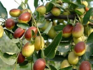 Зизифус Я-Цзао (Ранние сорт) купить по цене от 620.00р. в интернет-магазине «Посадика» с доставкой почтой в в Москве и по всей России – [изображение №1].