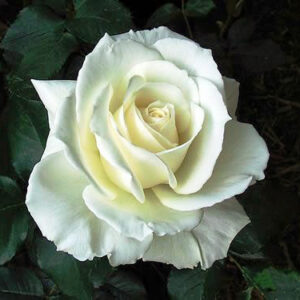 Роза Тенека купить по цене от 419.00р. в интернет-магазине «Посадика» с доставкой почтой в в Москве и по всей России – [изображение №1].