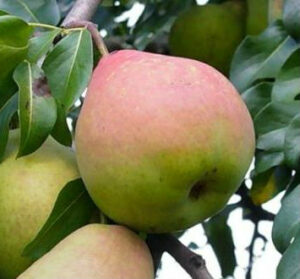 Груша Любимица Клаппа купить по цене от 310.00р. в интернет-магазине «Посадика» с доставкой почтой в в Москве и по всей России – [изображение №1].