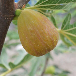 Инжир Далматский купить по цене от 350.00р. в интернет-магазине «Посадика» с доставкой почтой в в Москве и по всей России – [изображение №1].