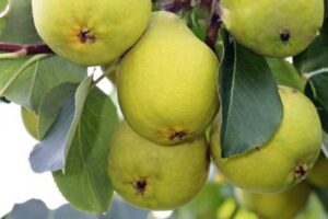 Груша Свердловчанка купить по цене от 350.00р. в интернет-магазине «Посадика» с доставкой почтой в в Москве и по всей России – [изображение №1].