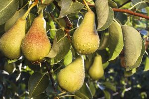 Груша Сочилинка купить по цене от 350.00р. в интернет-магазине «Посадика» с доставкой почтой в в Москве и по всей России – [изображение №1].