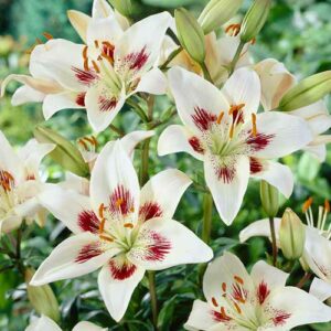 Лилия азиатская Центерфолд купить по цене от 360р. в интернет-магазине «Посадика» с доставкой почтой в в Москве и по всей России – [изображение №1].
