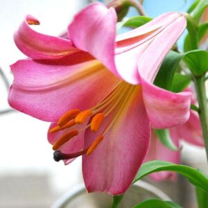 Лилия трубчатая Пинк Перфекшн купить по цене от 360р. в интернет-магазине «Посадика» с доставкой почтой в в Москве и по всей России – [изображение №1].