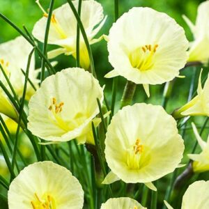 Нарцисс мини Джулия Джейн купить по цене от 200.00р. в интернет-магазине «Посадика» с доставкой почтой в в Москве и по всей России – [изображение №1].