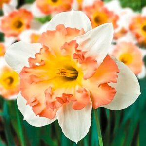 Нарцисс Пинк Уандер купить по цене от 200.00р. в интернет-магазине «Посадика» с доставкой почтой в в Москве и по всей России – [изображение №1].