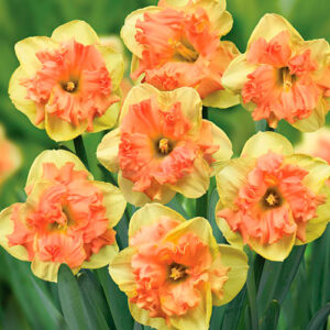 Нарцисс крупнокорончатый Ванилла Пич купить по цене от 200.00р. в интернет-магазине «Посадика» с доставкой почтой в в Москве и по всей России – [изображение №1].