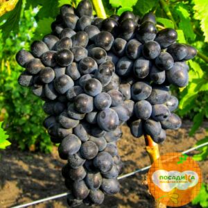 Виноград Аттика купить по цене от 280р. в интернет-магазине «Посадика» с доставкой почтой в в Москве и по всей России – [изображение №1].