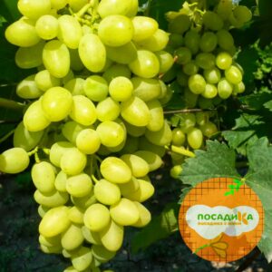 Виноград Долгожданный купить по цене от 280р. в интернет-магазине «Посадика» с доставкой почтой в в Москве и по всей России – [изображение №1].