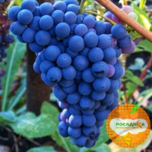 Виноград кишмиш Потапенко купить по цене от 280р. в интернет-магазине «Посадика» с доставкой почтой в в Москве и по всей России – [изображение №1].