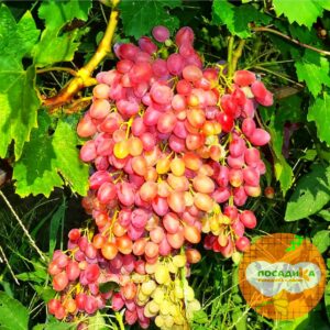 Виноград кишмиш Находка купить по цене от 280р. в интернет-магазине «Посадика» с доставкой почтой в в Москве и по всей России – [изображение №1].