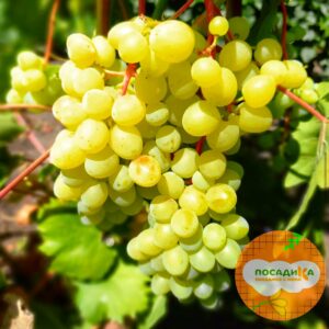 Виноград Цимус купить по цене от 310р. в интернет-магазине «Посадика» с доставкой почтой в в Москве и по всей России – [изображение №1].