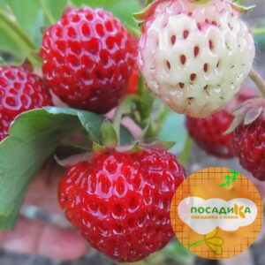 Клубника Мице Нова купить по цене от 240р. в интернет-магазине «Посадика» с доставкой почтой в в Москве и по всей России – [изображение №1].