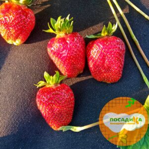 Клубника Монтерей (ремонтантный сорт) купить по цене от 280р. в интернет-магазине «Посадика» с доставкой почтой в в Москве и по всей России – [изображение №1].
