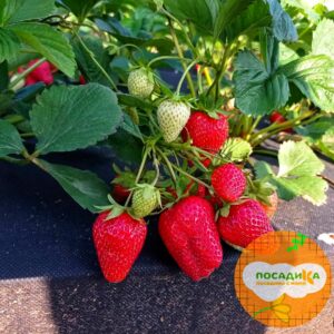 Клубника Портола купить по цене от 250р. в интернет-магазине «Посадика» с доставкой почтой в в Москве и по всей России – [изображение №1].