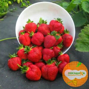 Клубника Хоней (ранний сорт) купить по цене от 380р. в интернет-магазине «Посадика» с доставкой почтой в в Москве и по всей России – [изображение №1].