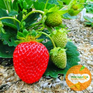 Клубника Эвис делайт купить по цене от 270р. в интернет-магазине «Посадика» с доставкой почтой в в Москве и по всей России – [изображение №1].
