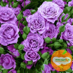 Роза Билона купить по цене от 449.00р. в интернет-магазине «Посадика» с доставкой почтой в в Москве и по всей России – [изображение №1].
