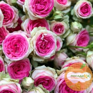 Роза спрей Мими Эден купить по цене от 420.00р. в интернет-магазине «Посадика» с доставкой почтой в в Москве и по всей России – [изображение №1].