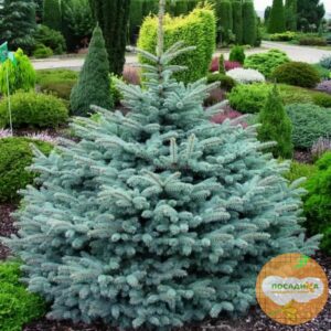 Ель колючая Глаука Супер Блю Сидлинг купить по цене от 500.00р. в интернет-магазине «Посадика» с доставкой почтой в в Москве и по всей России – [изображение №1].