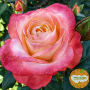 Роза Белла Перл купить по цене от 455.00р. в интернет-магазине «Посадика» с доставкой почтой в в Москве и по всей России – [изображение №1].