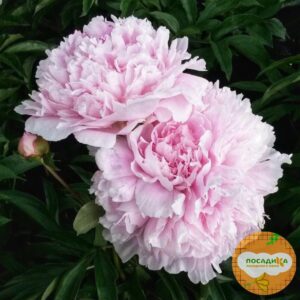 Пион Альберт Круз купить по цене от 540р. в интернет-магазине «Посадика» с доставкой почтой в в Москве и по всей России – [изображение №1].