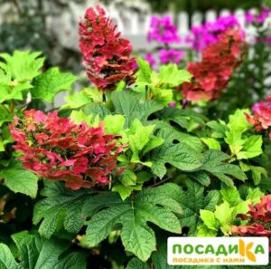 Гортензия Дуболистная Бургунди ЗКС купить по цене от 370.00р. в интернет-магазине «Посадика» с доставкой почтой в в Москве и по всей России – [изображение №1].