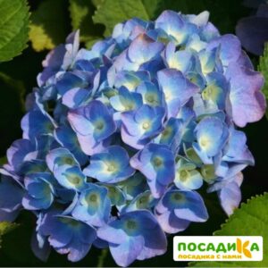 Гортензия крупнолистная Боденси купить по цене от 420.00р. в интернет-магазине «Посадика» с доставкой почтой в в Москве и по всей России – [изображение №1].