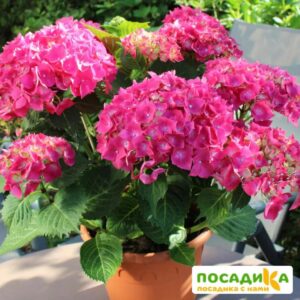 Гортензия крупнолистная Лёйхфейер купить по цене от 400.00р. в интернет-магазине «Посадика» с доставкой почтой в в Москве и по всей России – [изображение №1].