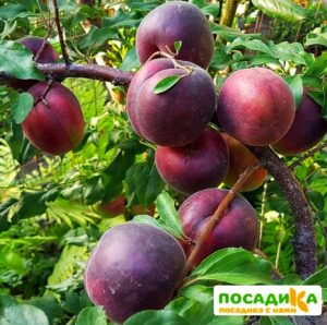 Абрикос Чёрный принц купить по цене от 355р. в интернет-магазине «Посадика» с доставкой почтой в в Москве и по всей России – [изображение №1].