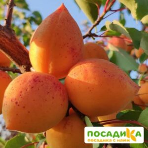 Абрикос Академик купить по цене от 355р. в интернет-магазине «Посадика» с доставкой почтой в в Москве и по всей России – [изображение №1].
