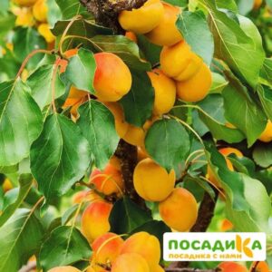 Абрикос Амурский ранний купить по цене от 355р. в интернет-магазине «Посадика» с доставкой почтой в в Москве и по всей России – [изображение №1].