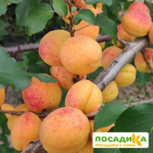 Абрикос Шедевр купить по цене от 355р. в интернет-магазине «Посадика» с доставкой почтой в в Москве и по всей России – [изображение №1].