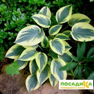 Хоста Фест Фрост (First Frost) купить по цене от 385р. в интернет-магазине «Посадика» с доставкой почтой в в Москве и по всей России – [изображение №1].