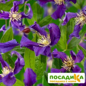 Клематис Блю Пируэт (Blue Pirouette) купить по цене от 380.00р. в интернет-магазине «Посадика» с доставкой почтой в в Москве и по всей России – [изображение №1].