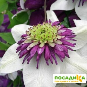 Клематис Виенетта (Vienetta) купить по цене от 450.00р. в интернет-магазине «Посадика» с доставкой почтой в в Москве и по всей России – [изображение №1].