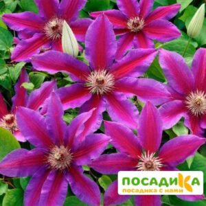 Клематис Акаиши купить по цене от 450.00р. в интернет-магазине «Посадика» с доставкой почтой в в Москве и по всей России – [изображение №1].