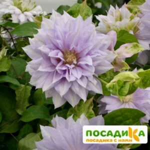 Клематис Бель Оф Вокинг ЗКС купить по цене от 390.00р. в интернет-магазине «Посадика» с доставкой почтой в в Москве и по всей России – [изображение №1].