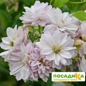 Клематис Дансинг квин ЗКС купить по цене от 450.00р. в интернет-магазине «Посадика» с доставкой почтой в в Москве и по всей России – [изображение №1].