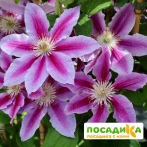 Клематис Капитан Туллекс ЗКС купить по цене от 390.00р. в интернет-магазине «Посадика» с доставкой почтой в в Москве и по всей России – [изображение №1].