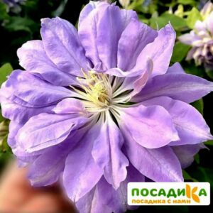 Клематисы Дэннис Дабл ЗКС купить по цене от 410.00р. в интернет-магазине «Посадика» с доставкой почтой в в Москве и по всей России – [изображение №1].
