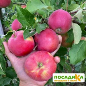 Яблоня Джонатан купить по цене от 360р. в интернет-магазине «Посадика» с доставкой почтой в в Москве и по всей России – [изображение №1].