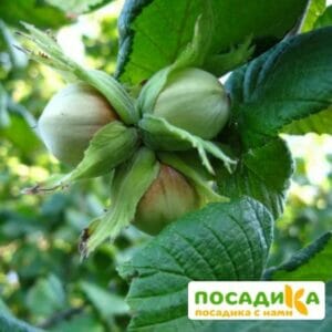 Фундук Анапский купить по цене от 570.00р. в интернет-магазине «Посадика» с доставкой почтой в в Москве и по всей России – [изображение №1].