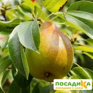 Груша Береженая купить по цене от 350.00р. в интернет-магазине «Посадика» с доставкой почтой в в Москве и по всей России – [изображение №1].