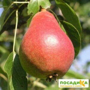Груша Забава купить по цене от 350.00р. в интернет-магазине «Посадика» с доставкой почтой в в Москве и по всей России – [изображение №1].
