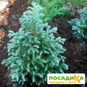 Кипарисовик горохоплодный Беби Блю купить по цене от 469.00р. в интернет-магазине «Посадика» с доставкой почтой в в Москве и по всей России – [изображение №1].