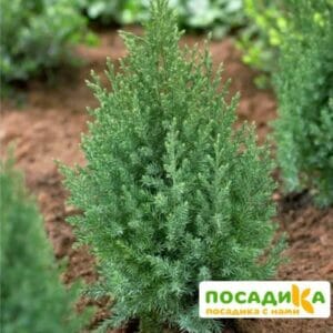 Можжевельник китайский Стрикта купить по цене от 350.00р. в интернет-магазине «Посадика» с доставкой почтой в в Москве и по всей России – [изображение №1].