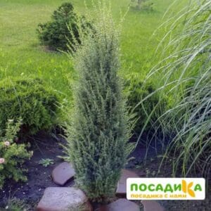 Можжевельник обыкновенный Арнольд купить по цене от 370.00р. в интернет-магазине «Посадика» с доставкой почтой в в Москве и по всей России – [изображение №1].
