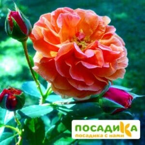 Роза Арабия купить по цене от 350.00р. в интернет-магазине «Посадика» с доставкой почтой в в Москве и по всей России – [изображение №1].